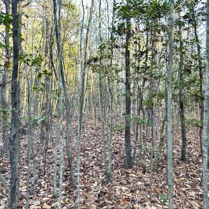 Photo #22 of Off Ladysmith Rd, Ruther Glen, VA 25.5 acres
