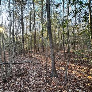 Photo #23 of Off Ladysmith Rd, Ruther Glen, VA 25.5 acres