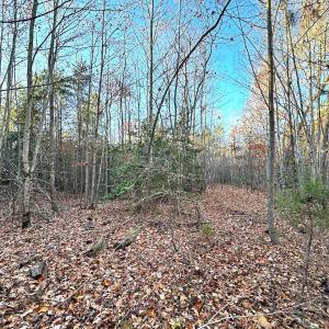 Photo #26 of Off Ladysmith Rd, Ruther Glen, VA 25.5 acres