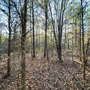 Photo #8 of Off Ladysmith Rd, Ruther Glen, VA 25.5 acres