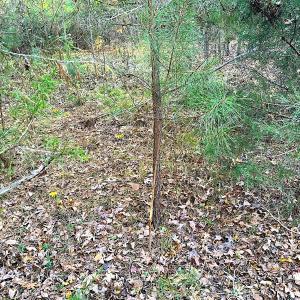 Photo #9 of Off Ladysmith Rd, Ruther Glen, VA 25.5 acres