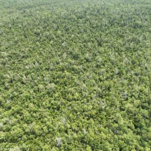 Photo #16 of SOLD property in 302 Emperors Landing Rd, Edenton, NC 625.0 acres