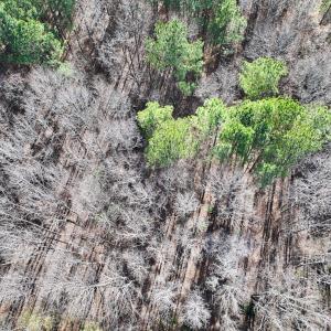 Photo #13 of Off Sims Bridge Road , Kittrell, NC 2.3 acres