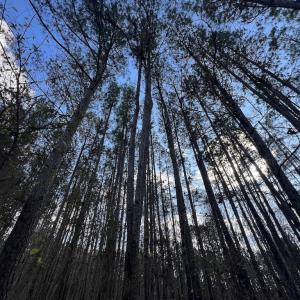 Photo #4 of Off Sims Bridge Road , Kittrell, NC 2.3 acres