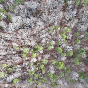 Photo #11 of SOLD property in Off Uzzle Road , Rougemont, NC 70.3 acres