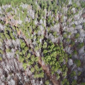 Photo #12 of SOLD property in Off Uzzle Road , Rougemont, NC 70.3 acres