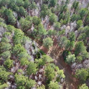 Photo #14 of SOLD property in Off Uzzle Road , Rougemont, NC 70.3 acres