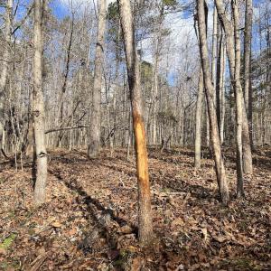 Photo #28 of SOLD property in Off Uzzle Road , Rougemont, NC 70.3 acres