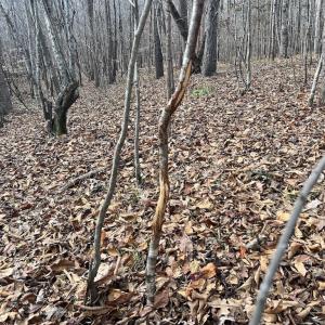 Photo #31 of SOLD property in Off Uzzle Road , Rougemont, NC 70.3 acres
