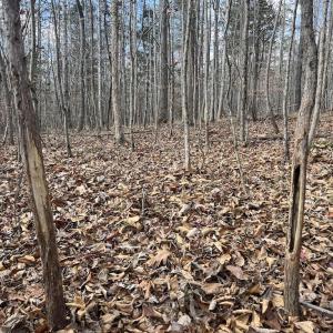 Photo #32 of SOLD property in Off Uzzle Road , Rougemont, NC 70.3 acres