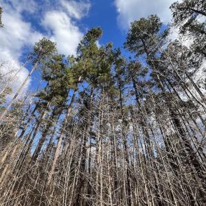 Photo #37 of SOLD property in Off Uzzle Road , Rougemont, NC 70.3 acres