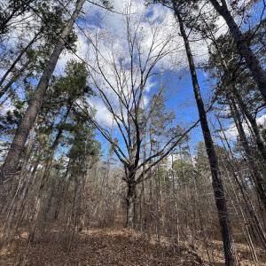 Photo #38 of SOLD property in Off Uzzle Road , Rougemont, NC 70.3 acres