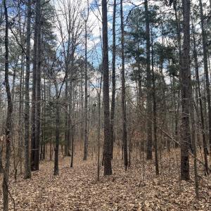 Photo #39 of SOLD property in Off Uzzle Road , Rougemont, NC 70.3 acres