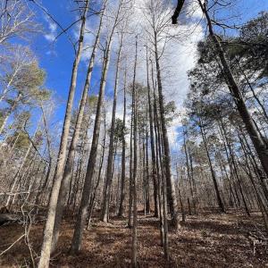 Photo #41 of SOLD property in Off Uzzle Road , Rougemont, NC 70.3 acres