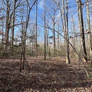 Photo #17 of SOLD property in Off Gera Rd, King George, VA 82.0 acres