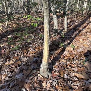 Photo #18 of SOLD property in Off Gera Rd, King George, VA 82.0 acres