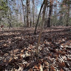 Photo #19 of SOLD property in Off Gera Rd, King George, VA 82.0 acres