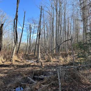 Photo #28 of SOLD property in Off Gera Rd, King George, VA 82.0 acres