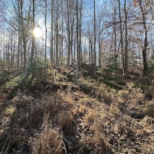Photo #30 of SOLD property in Off Gera Rd, King George, VA 82.0 acres