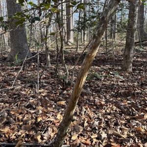 Photo #34 of SOLD property in Off Gera Rd, King George, VA 82.0 acres