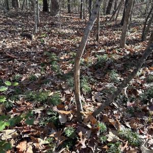 Photo #35 of SOLD property in Off Gera Rd, King George, VA 82.0 acres