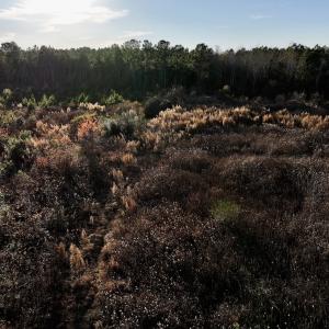 Photo #11 of SOLD property in Off Jolly Ole Field Rd, Grifton, NC 18.5 acres