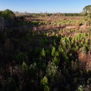 Photo #14 of SOLD property in Off Jolly Ole Field Rd, Grifton, NC 18.5 acres