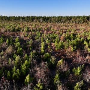 Photo #25 of SOLD property in 2023 Carraway Ln, Grifton, NC 180.6 acres