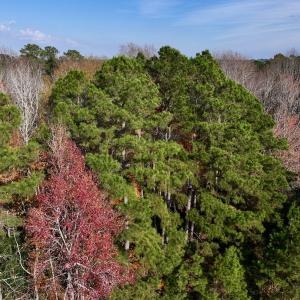 Photo #18 of SOLD property in 68 Caraway Court, Grantsboro, NC 1.2 acres