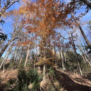 Photo #20 of SOLD property in 68 Caraway Court, Grantsboro, NC 1.2 acres