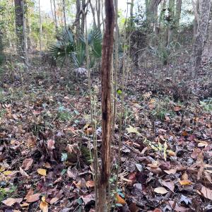Photo #23 of SOLD property in 68 Caraway Court, Grantsboro, NC 1.2 acres