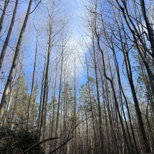 Photo #27 of SOLD property in 01 Peachtree Hills Road, Spring Hope, NC 11.3 acres