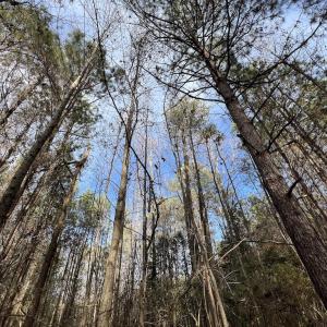 Photo #30 of SOLD property in 01 Peachtree Hills Road, Spring Hope, NC 11.3 acres
