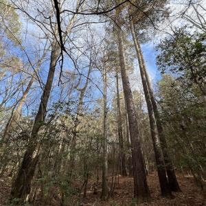 Photo #31 of SOLD property in 01 Peachtree Hills Road, Spring Hope, NC 11.3 acres
