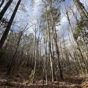 Photo #34 of SOLD property in 01 Peachtree Hills Road, Spring Hope, NC 11.3 acres