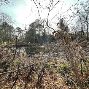 Photo #17 of SOLD property in Off Burwells Bay Rd, Smithfield, VA 101.3 acres