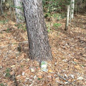 Photo #20 of SOLD property in Off Burwells Bay Rd, Smithfield, VA 101.3 acres