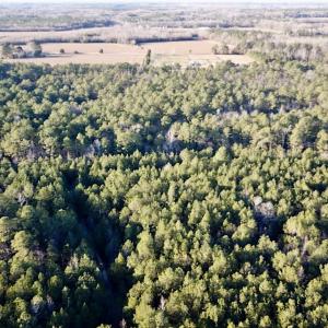 Photo #3 of SOLD property in 320 Collins Rd, Whaleyville, VA 18.5 acres