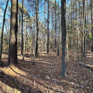 Photo #7 of SOLD property in 320 Collins Rd, Whaleyville, VA 18.5 acres