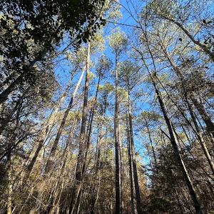 Photo #8 of SOLD property in 320 Collins Rd, Whaleyville, VA 18.5 acres