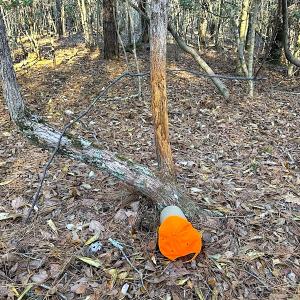 Photo #13 of SOLD property in 320 Collins Rd, Whaleyville, VA 18.5 acres