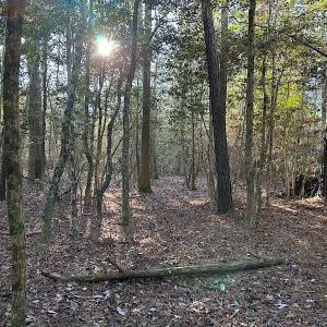 Photo #17 of SOLD property in 320 Collins Rd, Whaleyville, VA 18.5 acres