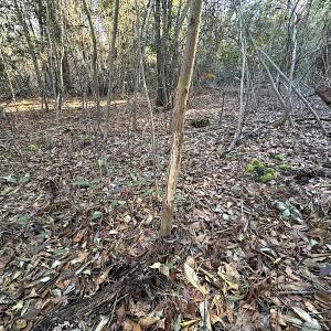 Photo #18 of SOLD property in 320 Collins Rd, Whaleyville, VA 18.5 acres