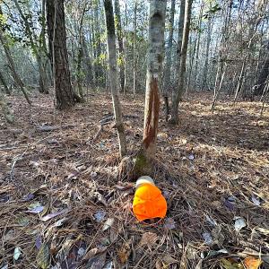 Photo #19 of SOLD property in 320 Collins Rd, Whaleyville, VA 18.5 acres