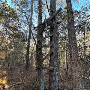 Photo #21 of SOLD property in 320 Collins Rd, Whaleyville, VA 18.5 acres