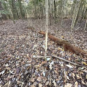 Photo #23 of SOLD property in 320 Collins Rd, Whaleyville, VA 18.5 acres