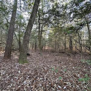 Photo #24 of SOLD property in 320 Collins Rd, Whaleyville, VA 18.5 acres