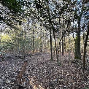 Photo #25 of SOLD property in 320 Collins Rd, Whaleyville, VA 18.5 acres