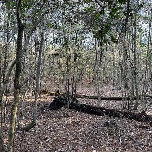 Photo #27 of SOLD property in 320 Collins Rd, Whaleyville, VA 18.5 acres