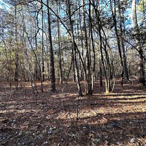 Photo #28 of SOLD property in 320 Collins Rd, Whaleyville, VA 18.5 acres